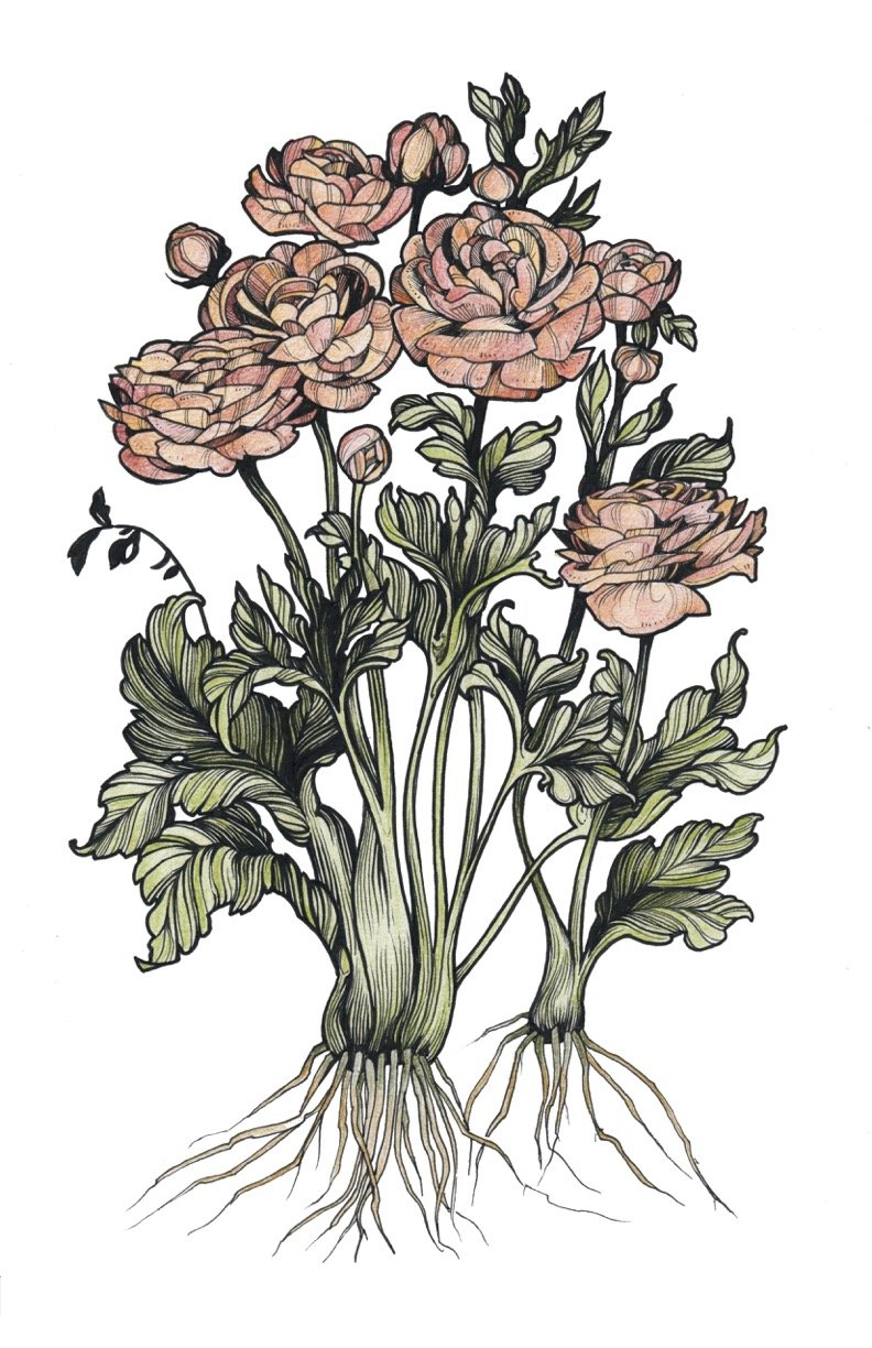 Ranunculus Flower Tattoos Design Ideas  inktells
