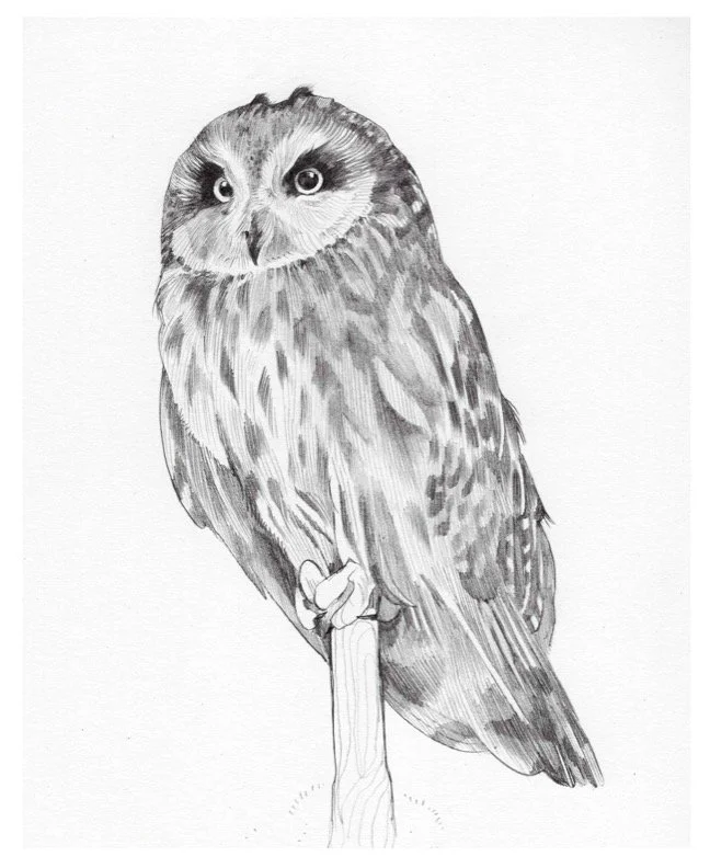 short eared owl.jpg