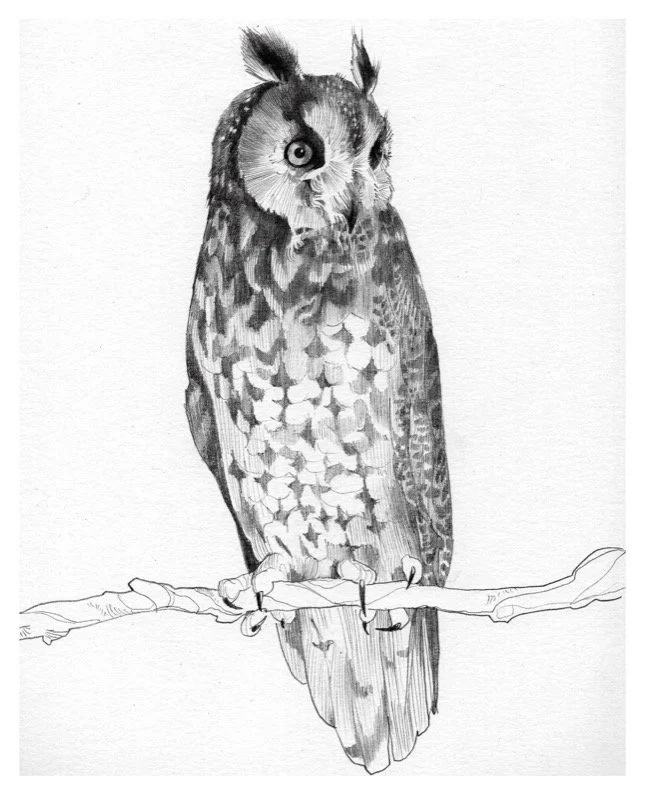 long eared owl.jpg