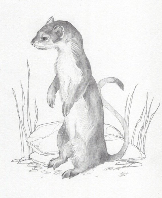 weasel.jpg
