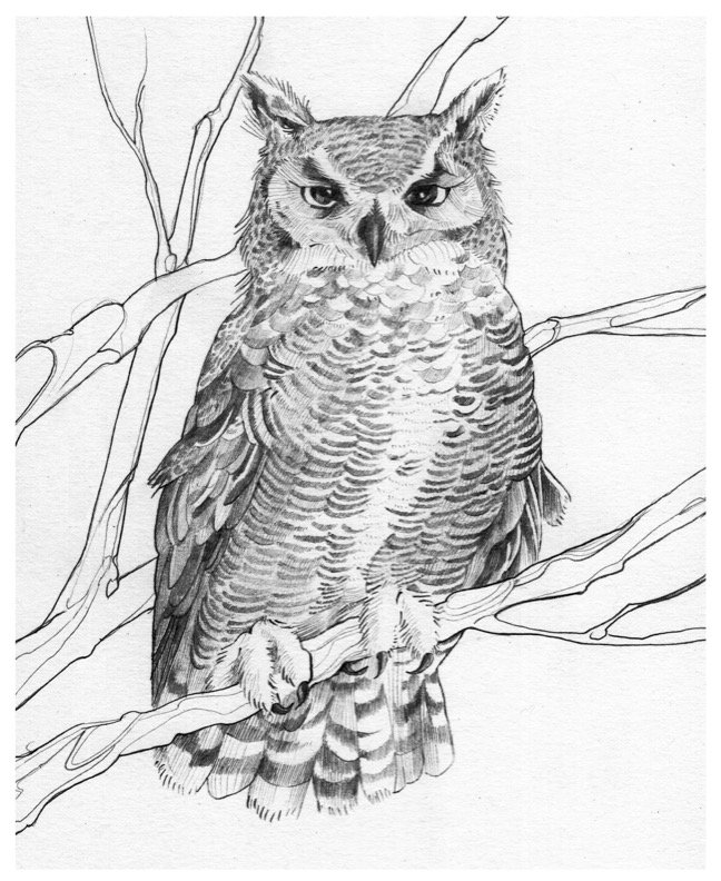 g horned owl LETTER.jpg