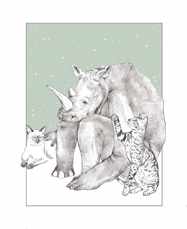5. RHINO cats.jpg