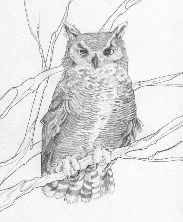 g horned owl .jpg