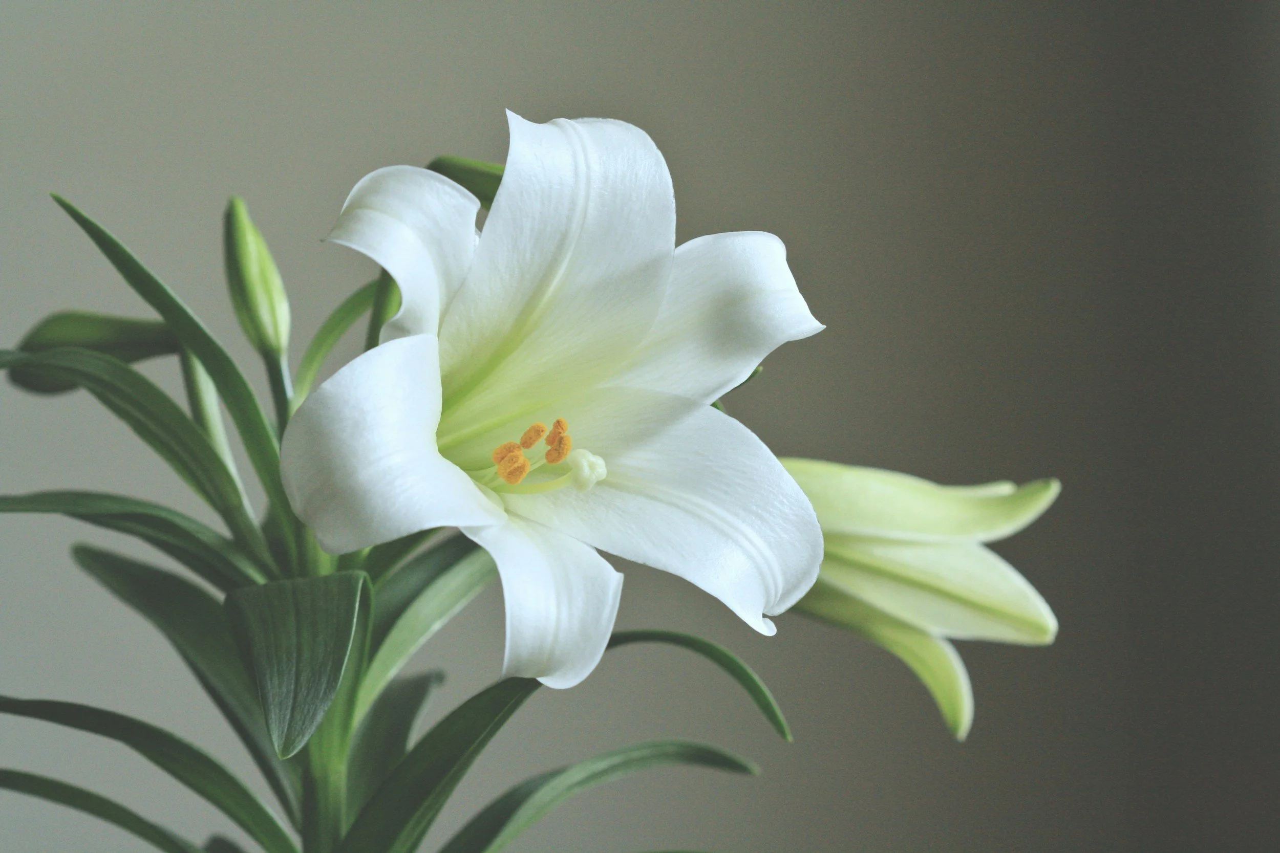 Acknowledge Loved Ones with Easter Lilies