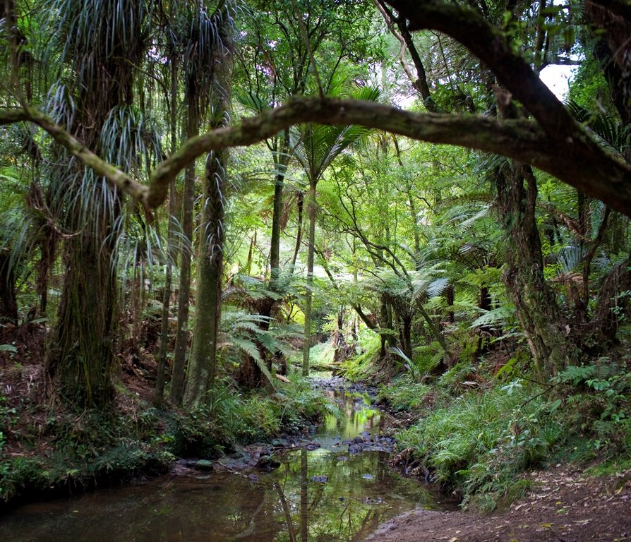 native-forest.jpeg