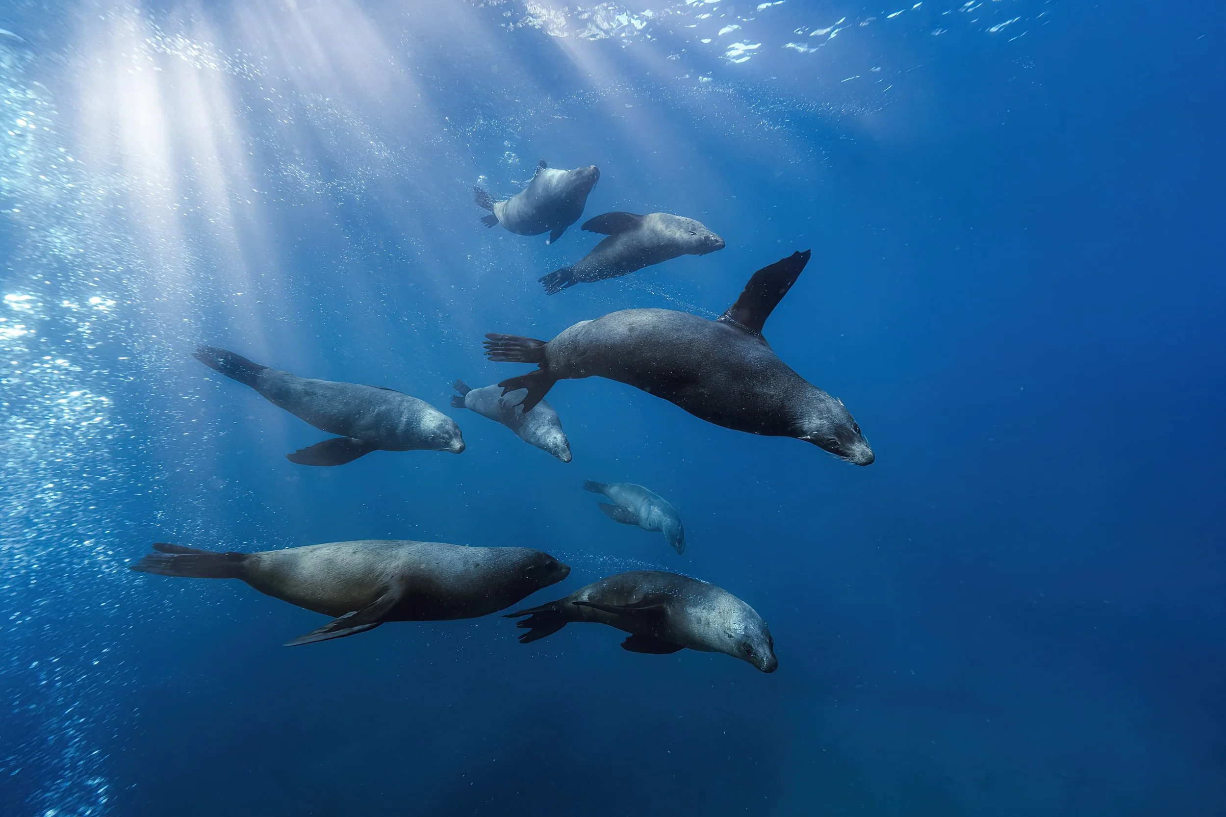 Fur Seals Jervis Bay