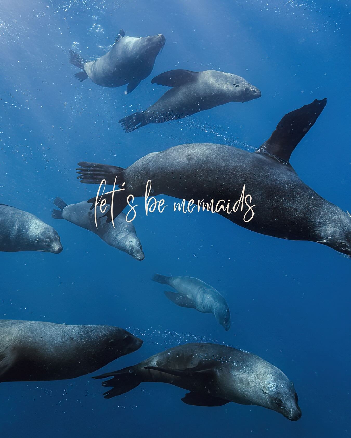 Join the seal party this November!

Our last dates available are the 16th, 17th, 22nd, 23rd, 24th, 25th, 29th &amp; 30th November 

Book online or visit us in store 
Unit 3/ 1 Erina rd Husky