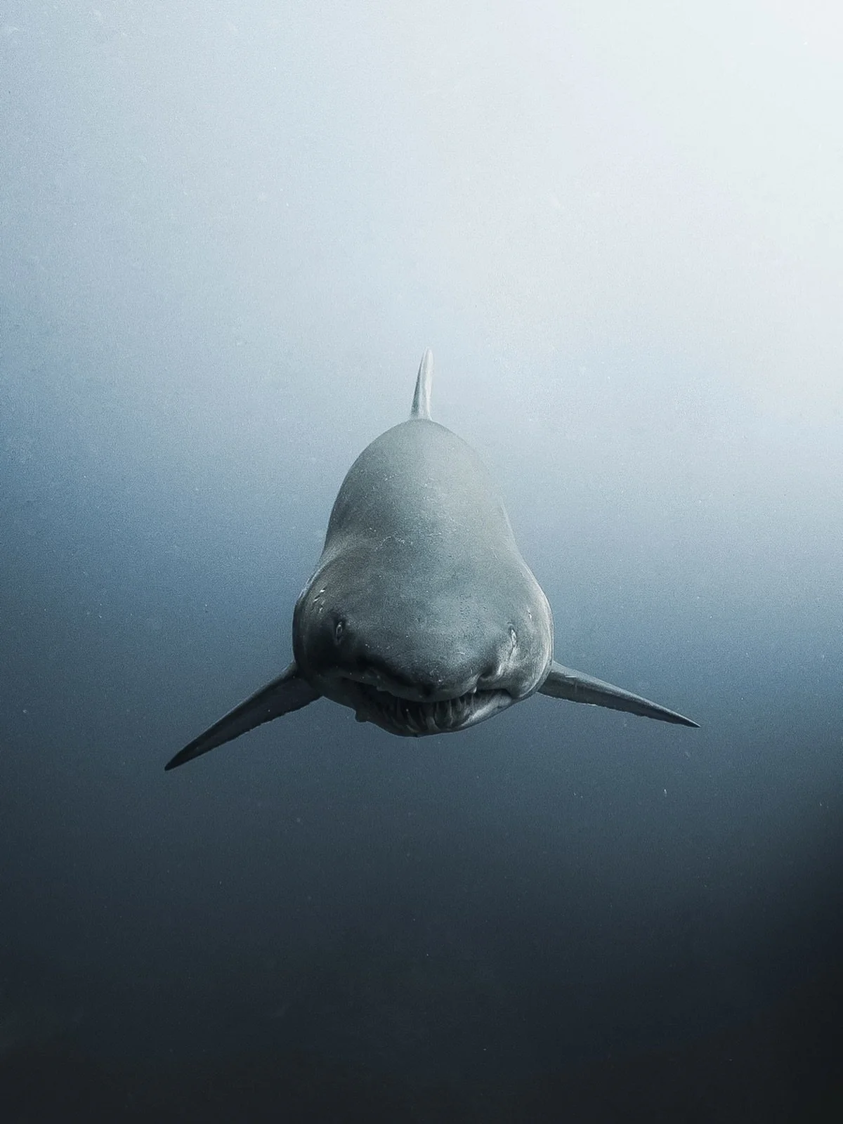 It&rsquo;s time to make your summer plans &mdash; and we&rsquo;ve got you covered. 

Join our Above &amp; Below Boat Expedition, a guided snorkel or freedive experience exploring the very best of Jervis Bay.

It&rsquo;s grey nurse shark season, with 