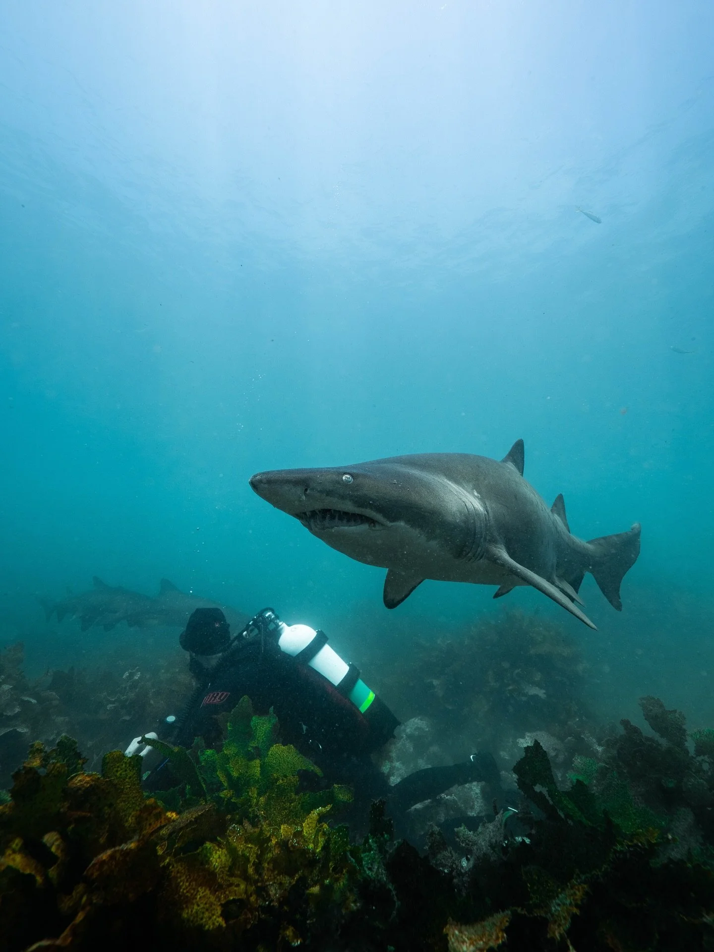 🎄 Merry Christmas, friends 🎄

We&rsquo;ve just opened up our double scuba boat dives for the New Year, with our first charter launching on 3rd January.

Explore the very best of Jervis Bay Marine Park with a two-tank adventure designed for certifie
