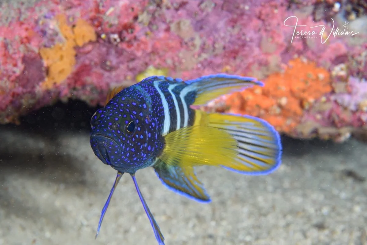 When you spend a full hour underwater in Jervis Bay, everything slows down.

That&rsquo;s when you really start to notice the weird, wild, and wonderfully tiny creatures that call this marine park home &mdash; the ones most people swim straight past.