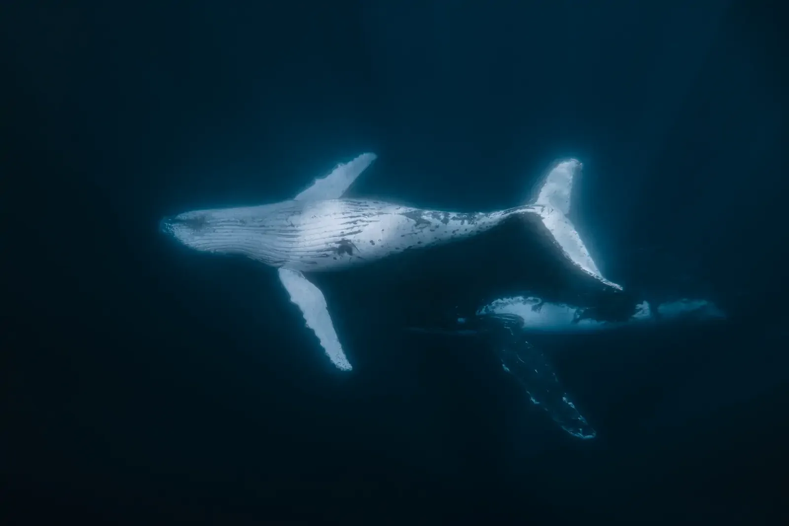 The Humpback Highway Opens