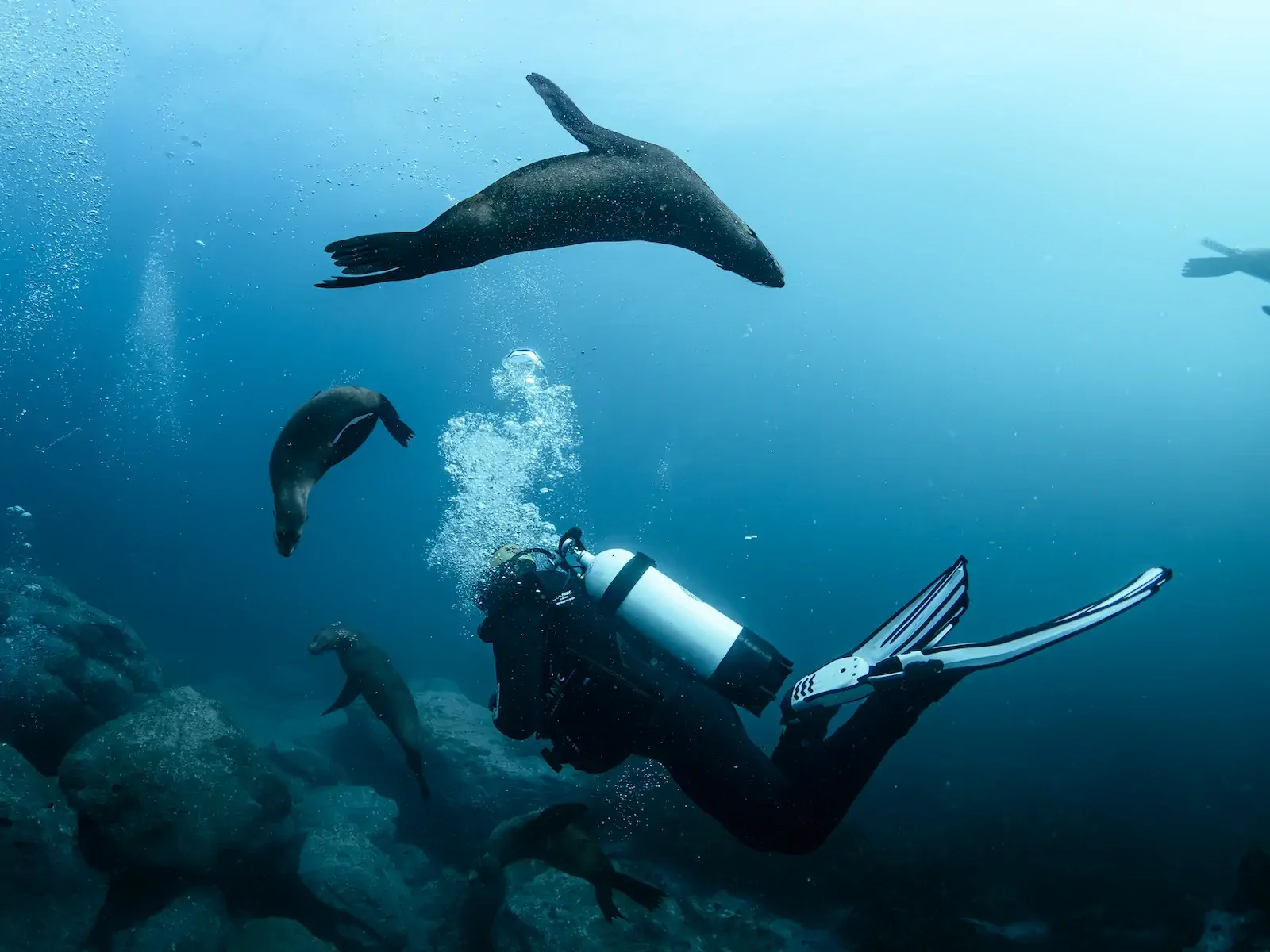 Scuba Diver and Seals 2.webp