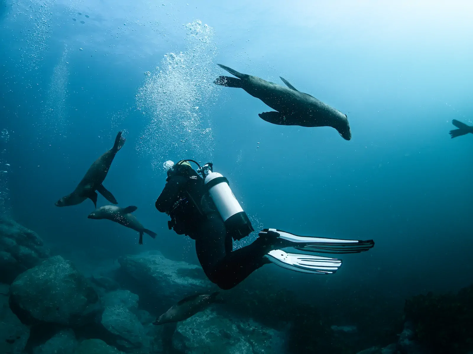 Scuba Divers and Seals.webp