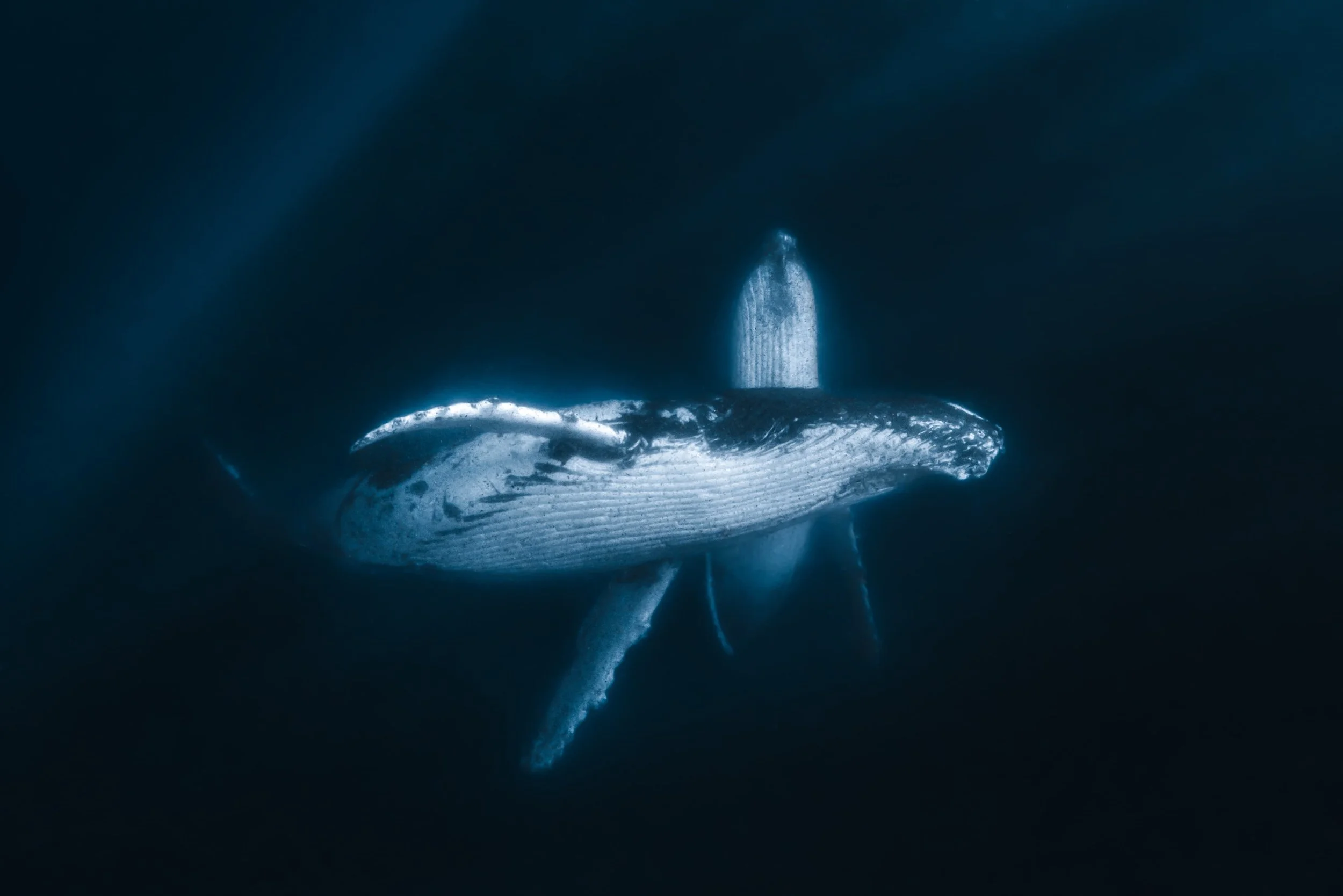 Migrating Whales Jervis Bay