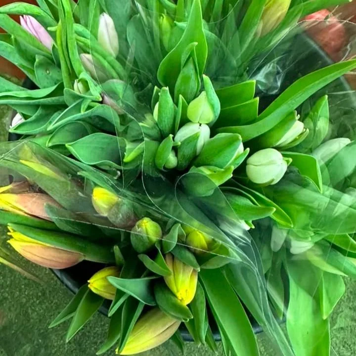 Tulip Bouquet - 10 Assorted