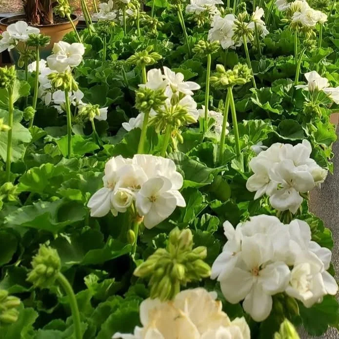 Geranium - White