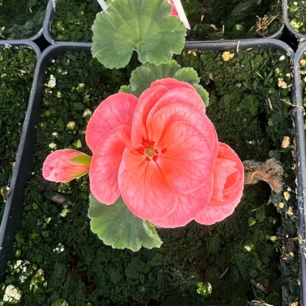 Geranium - Salmon