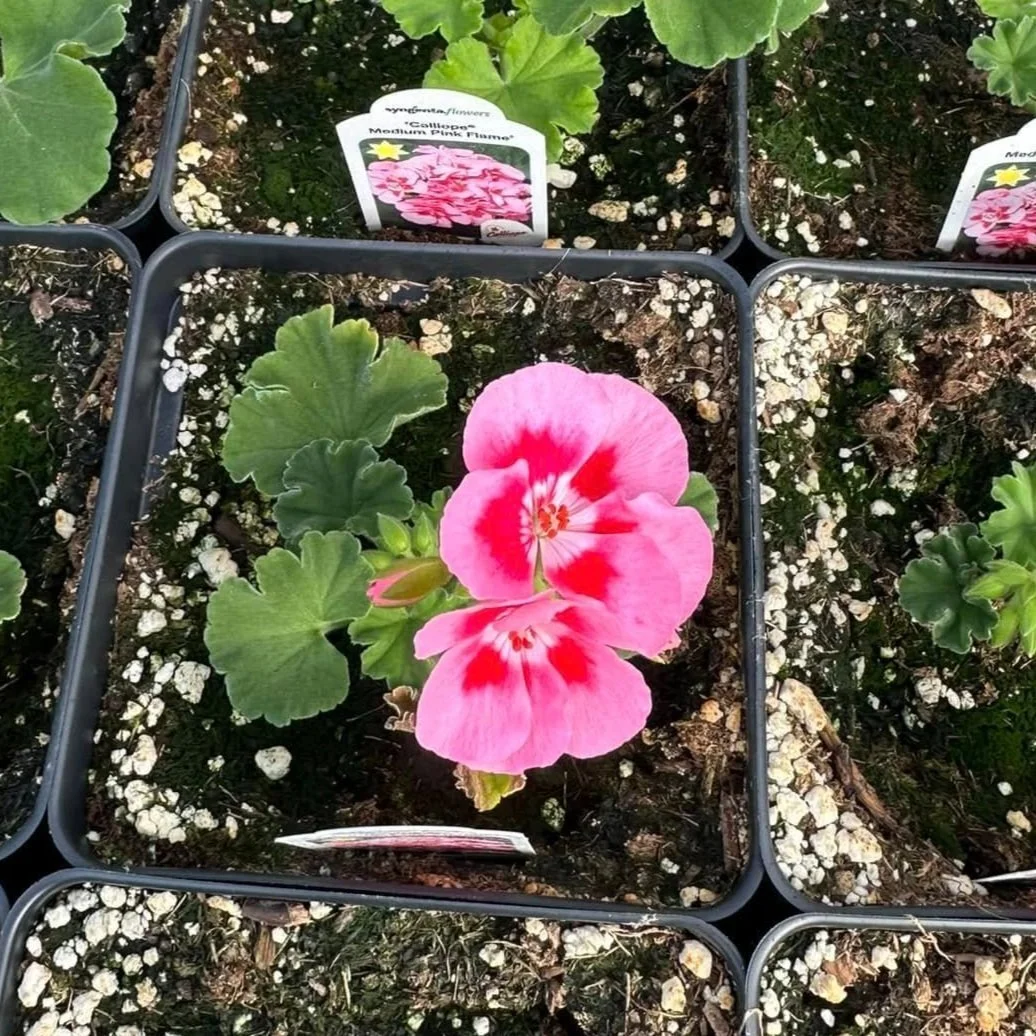 Geranium - Flame (Light Pink)