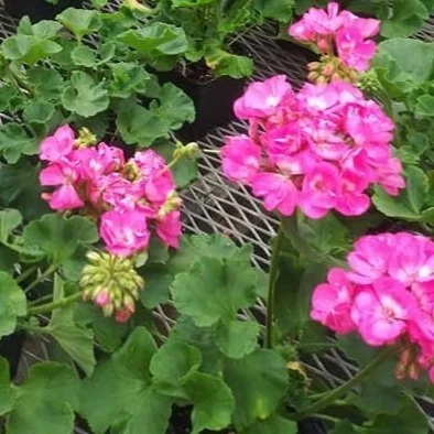 Geranium - Dark Pink