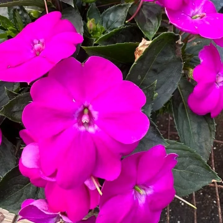 Geranium - Violet (Fuschia)