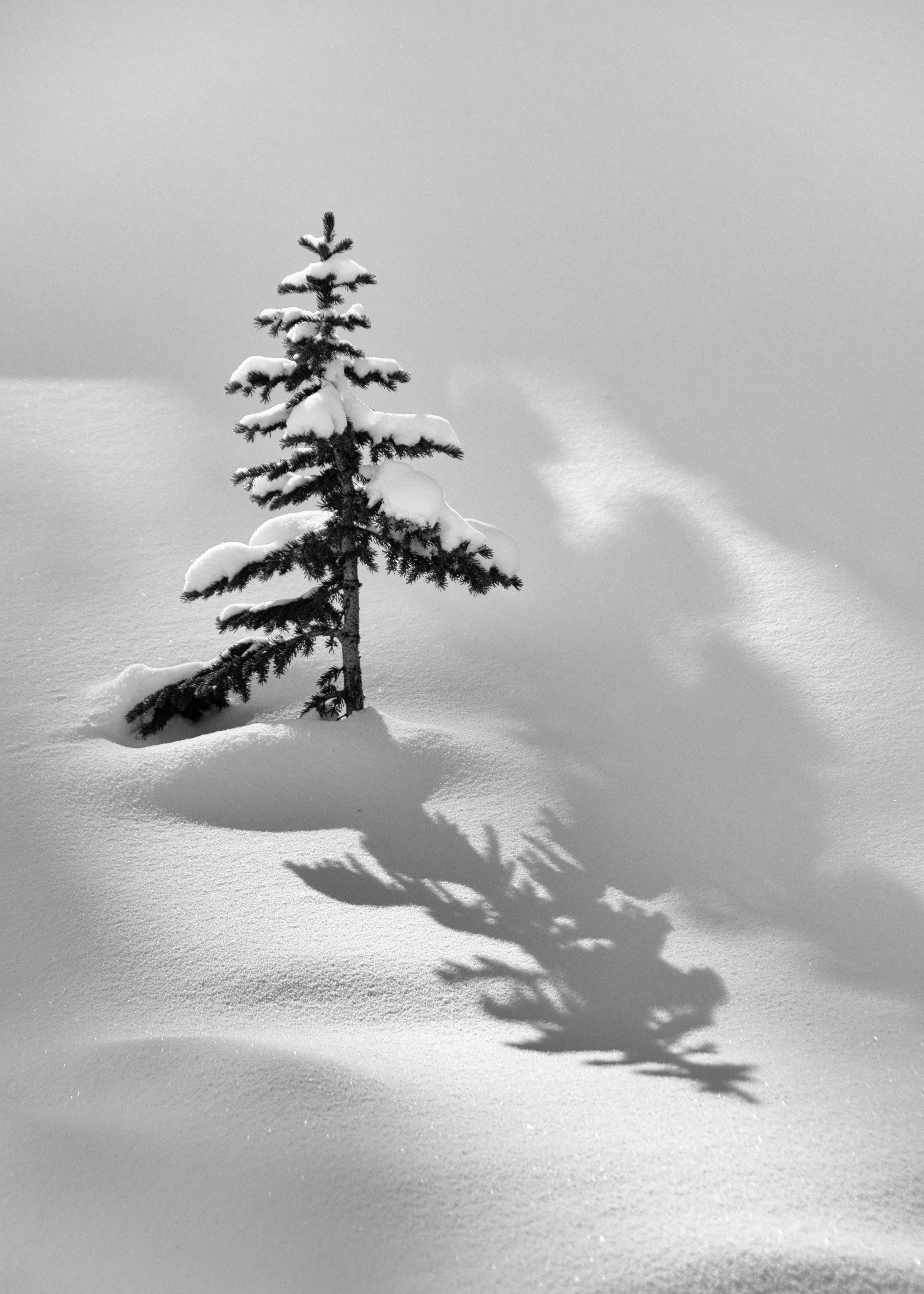 A pine tree trying not to get drowned by snow. Banff National Park