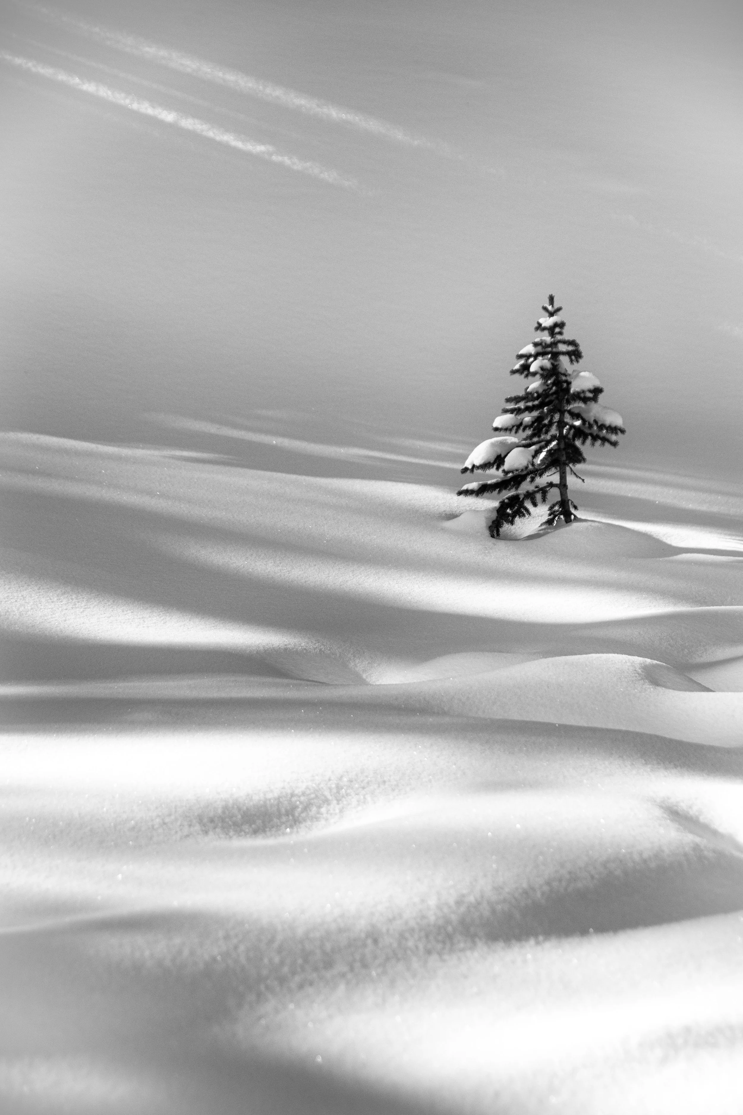 A pine tree trying not to get drowned by snow. Banff National Park