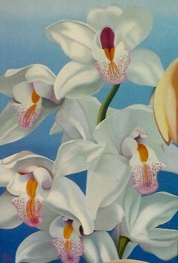 Cymbidiums
