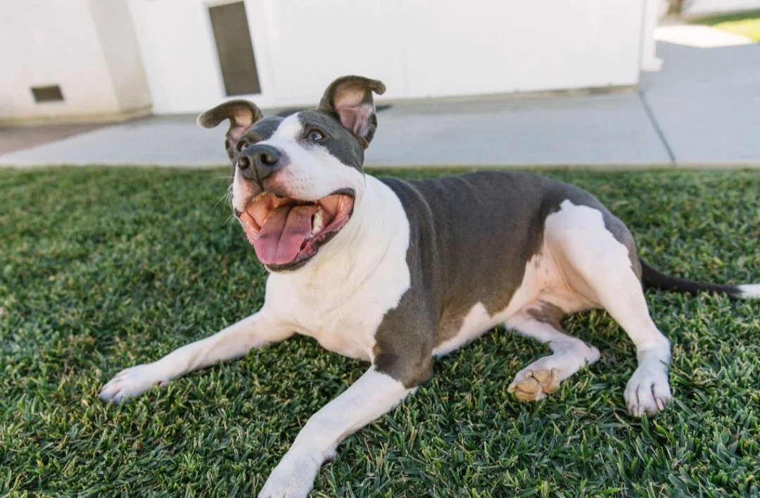 Adoption FAQs — California Bully Rescue