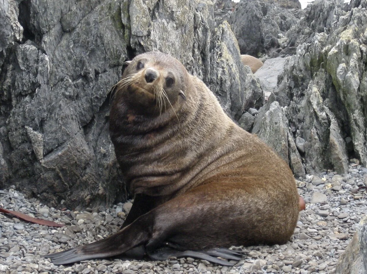 New Zealand Fur Seal