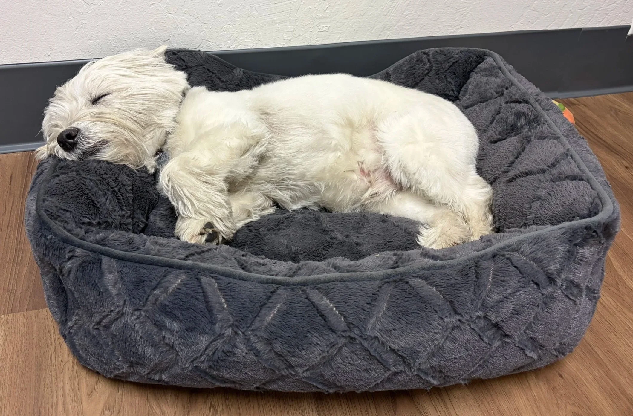 Frankie, our therapy dog and wellness specialist, sleeping at our Los Gatos clinic.