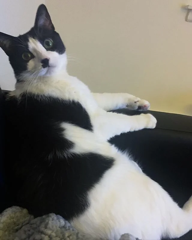 Where&rsquo;s my TV dinner?

#Cat #catsgram #catsofinstagram #kitty #catlove #furbaby #cute #chicago #picoftheday #vscocam  #adoptdontshop #happy #joy #love #trashpanda #panda #blackandwhite #happycatclub #blackandwhite #tuxedocat #dapper