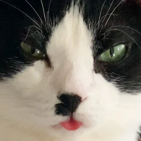 😛 #Cat #catsgram #catsofinstagram #kitty #catlove #furbaby #cute #chicago #picoftheday #vscocam  #adoptdontshop #happy #joy #love #trashpanda #panda #blackandwhite #happycatclub #blackandwhite #tuxedocat #dapper #chicagocat #chicago #blep #blepcat