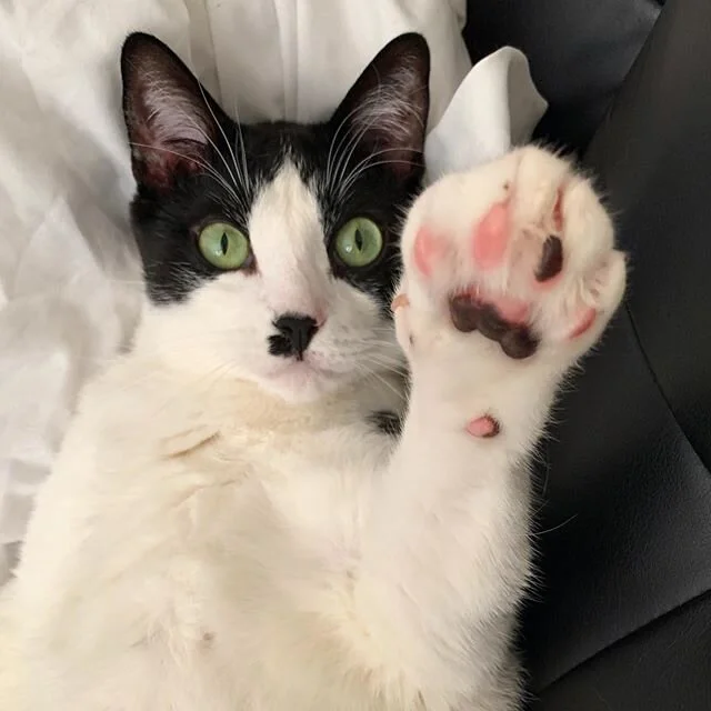Waving hello to a new brand refresh on my page that will be launching shorty. Stay tuned and thank you for following my journey! &hearts;️🗑🐼 .
.
.
.
.
.
.
#mygreatcat #instakitty #catsconnect #lovecats #catsofig #cat #allcoolcats #sleepykitty #catu