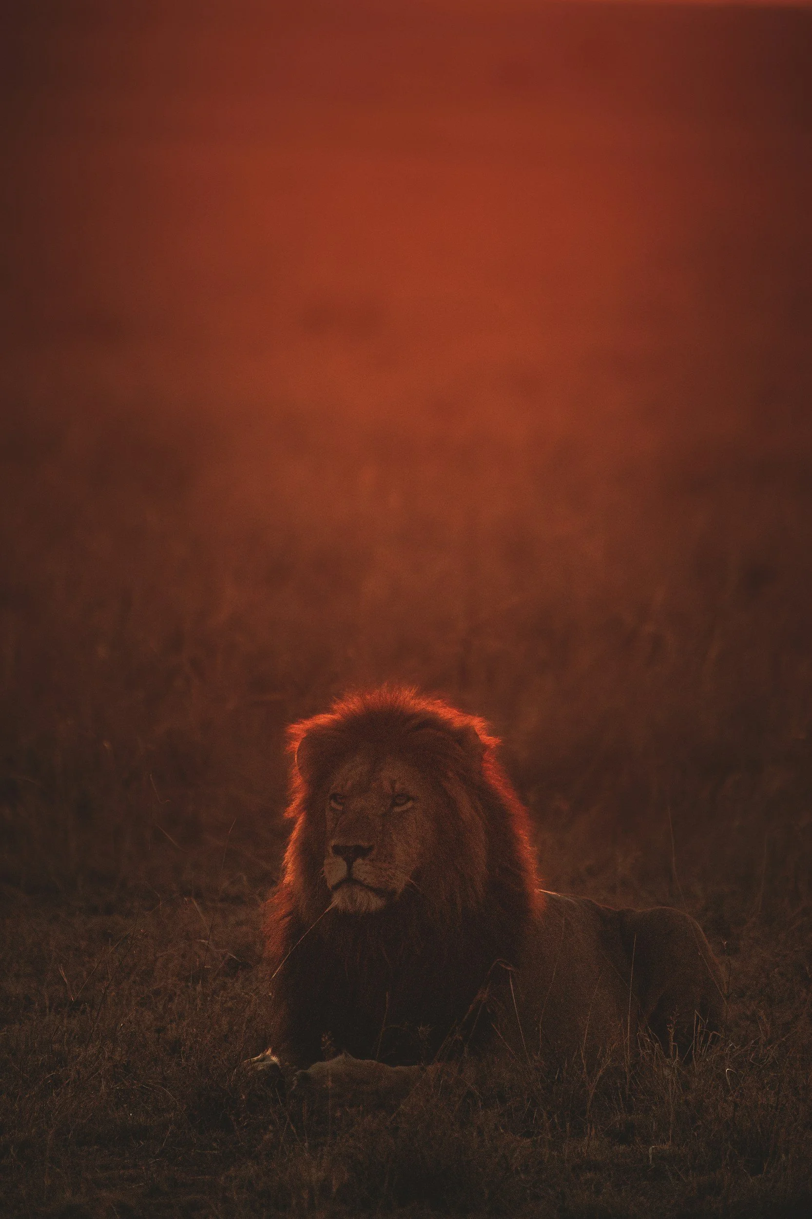 Claim Your Throne: Step Into Your Full Expression This Full Moon in Leo