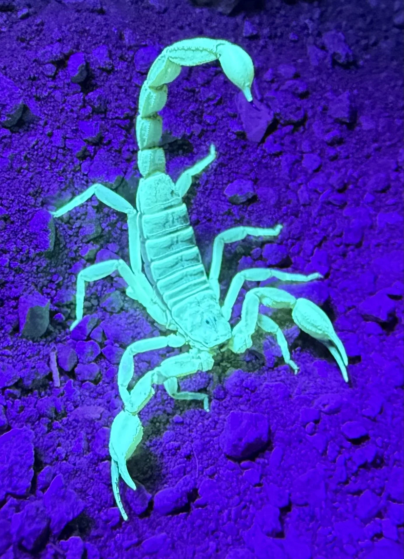 Defensive scorpion under black light, Carson City, NV, 2025 (iPhone)