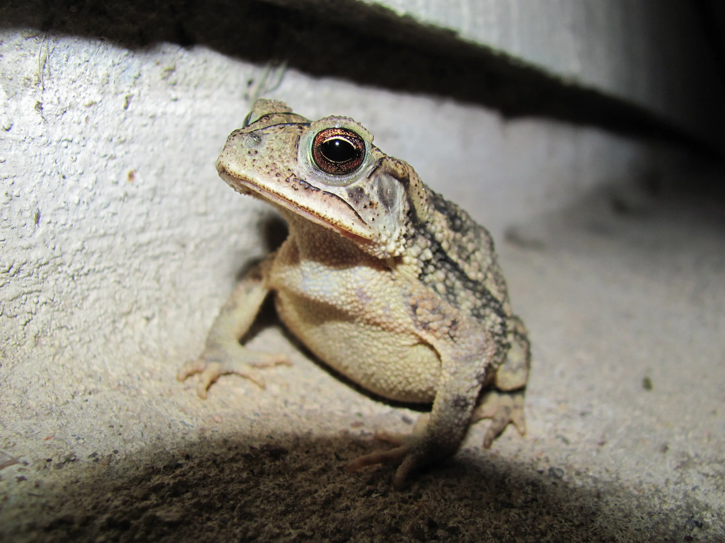 Toad outside my apartment in Houston, TX, 2014