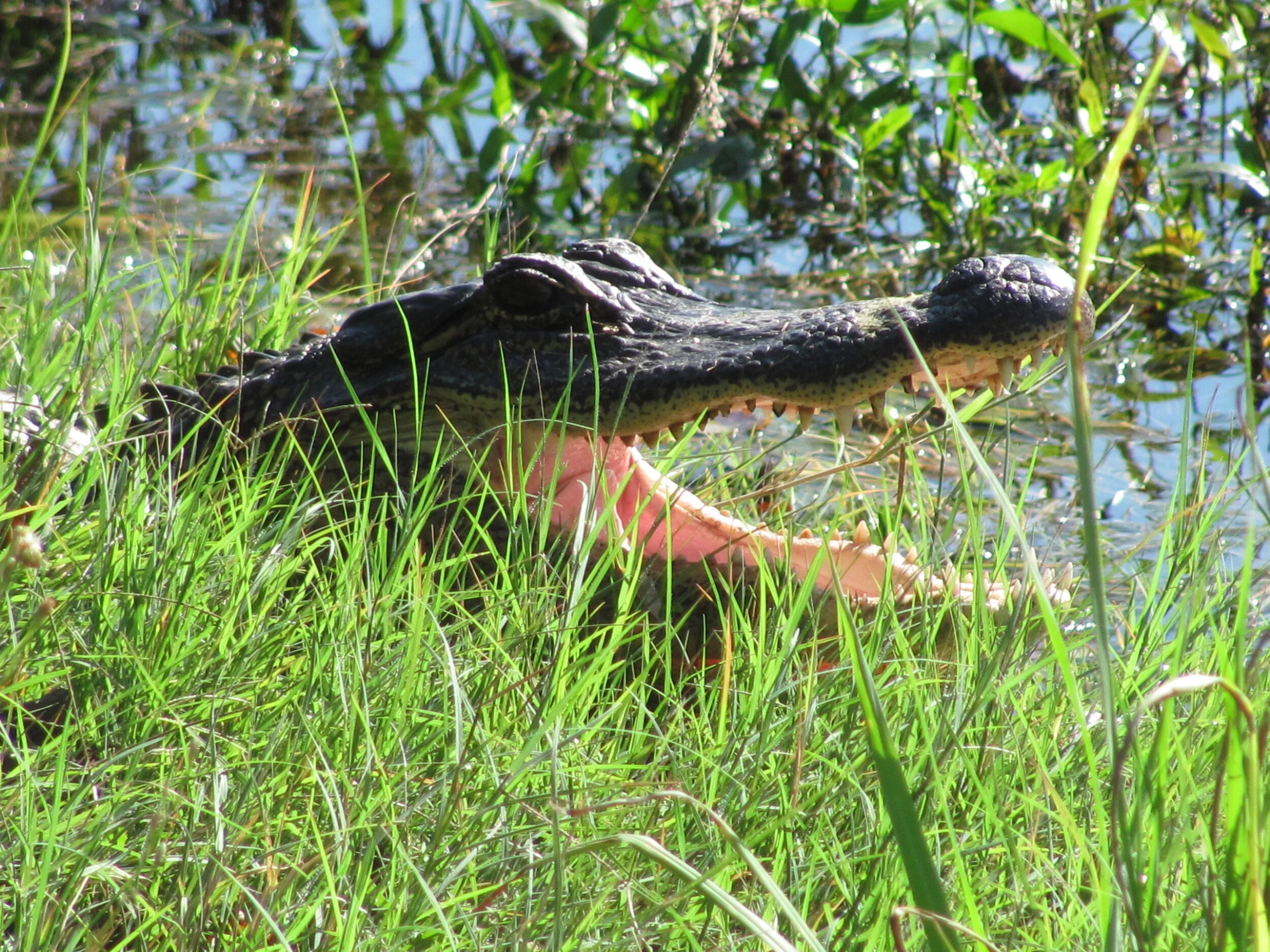 Alligator in Brazos Bend State Park, TX, 2015
