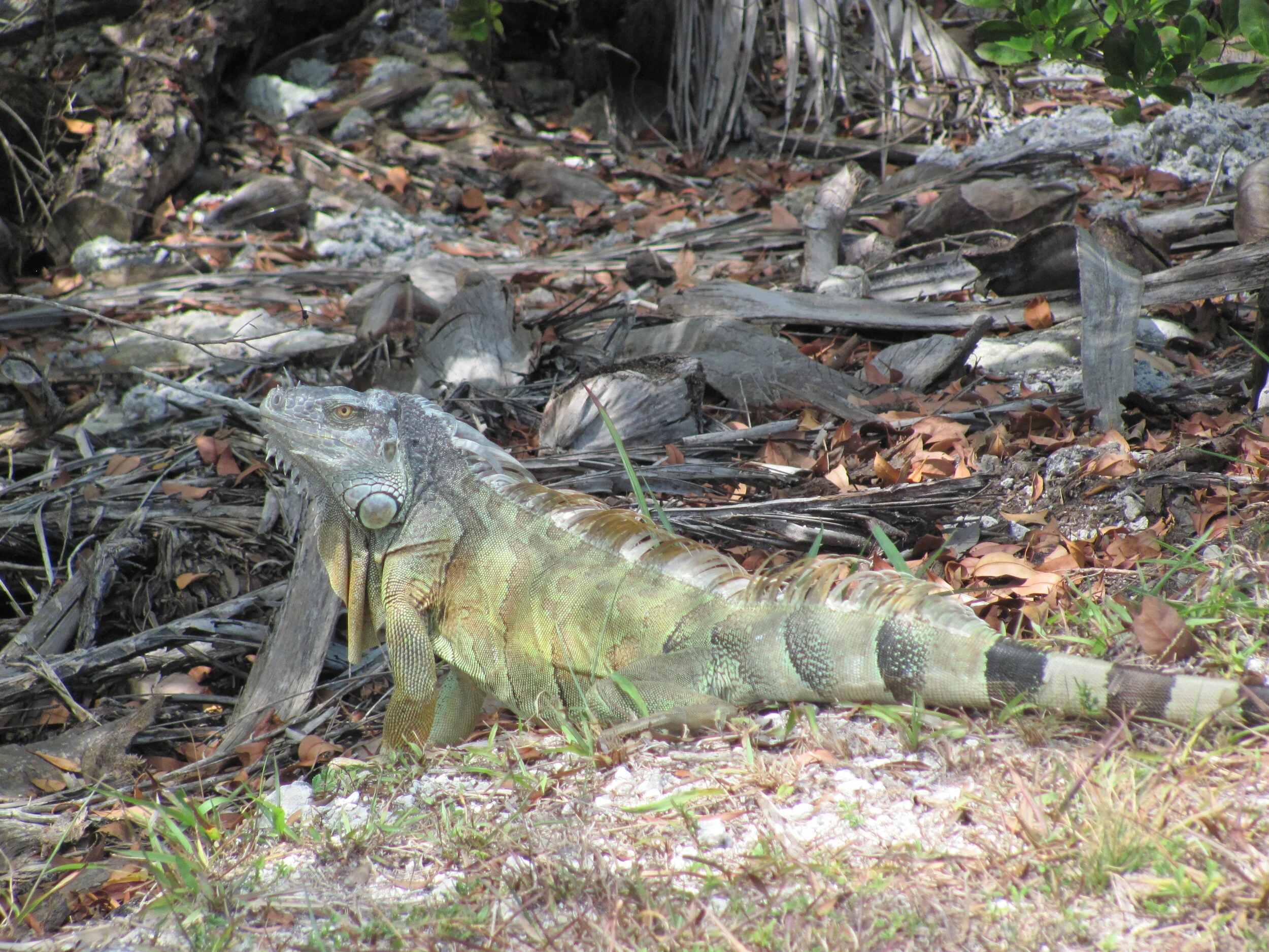 Large iguana in the Florida Keys, FL, 2015