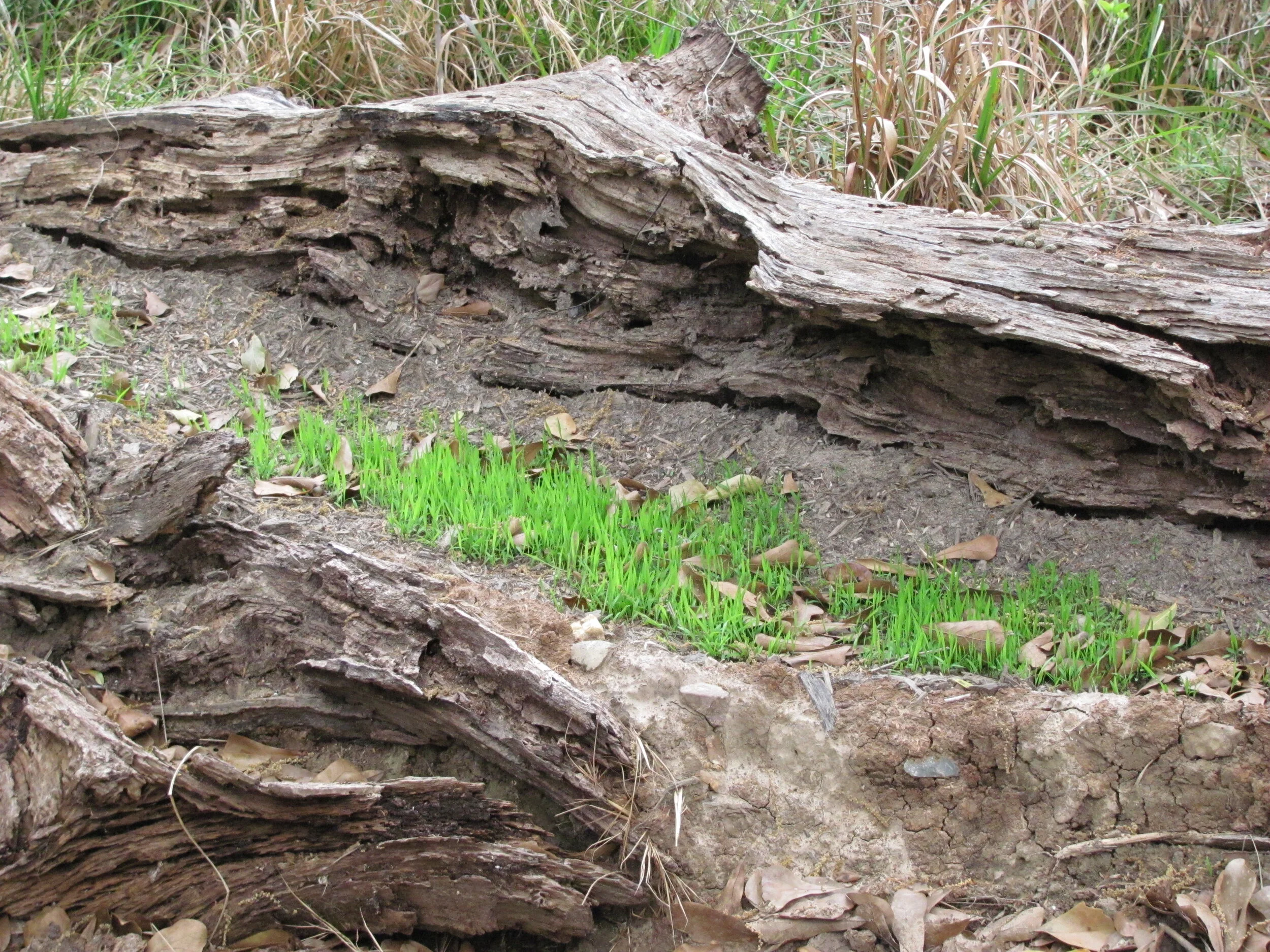 When death produces life in Brazos Bend State Park, TX, 2014