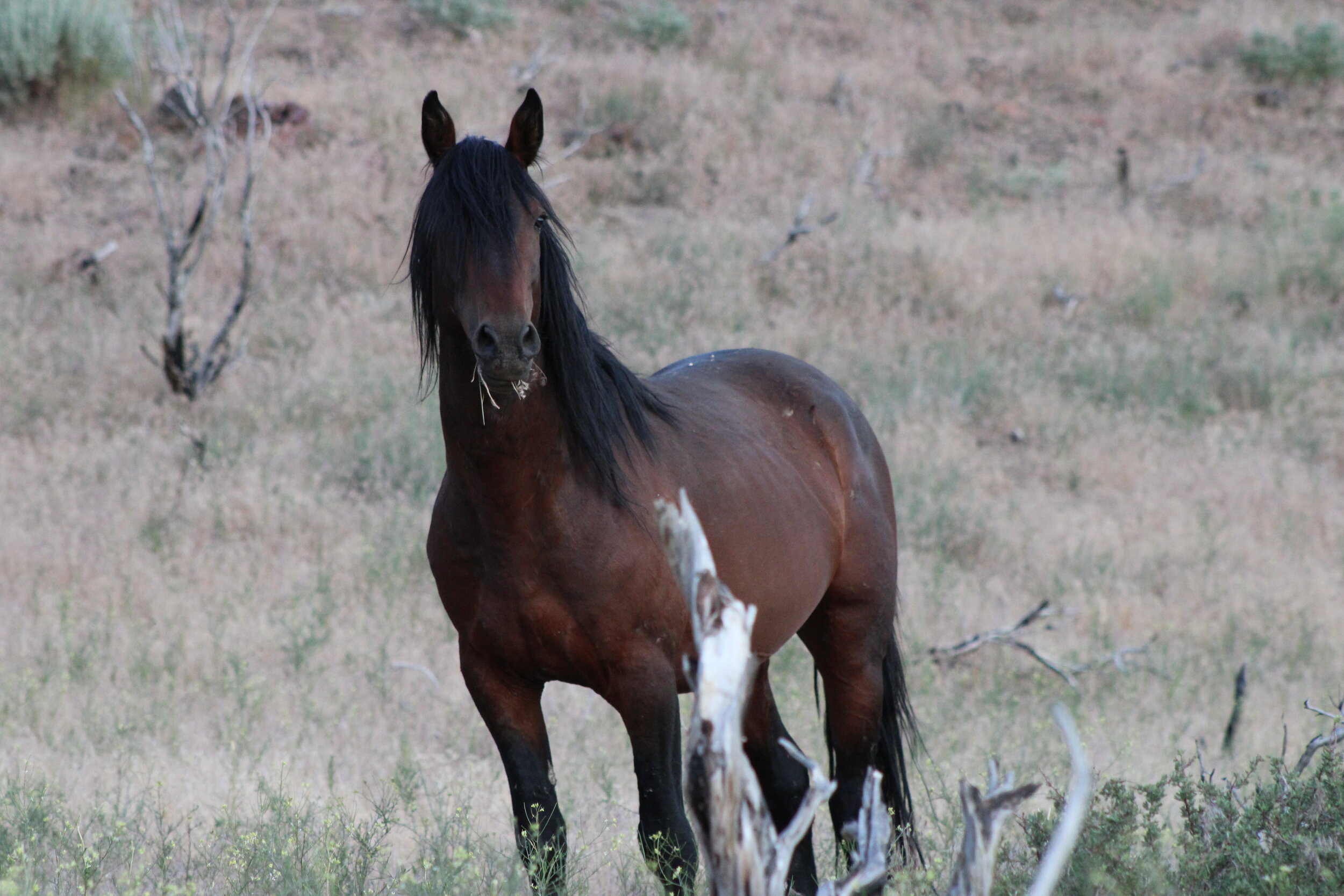 Mustang on the edge of Carson City, NV, 2020