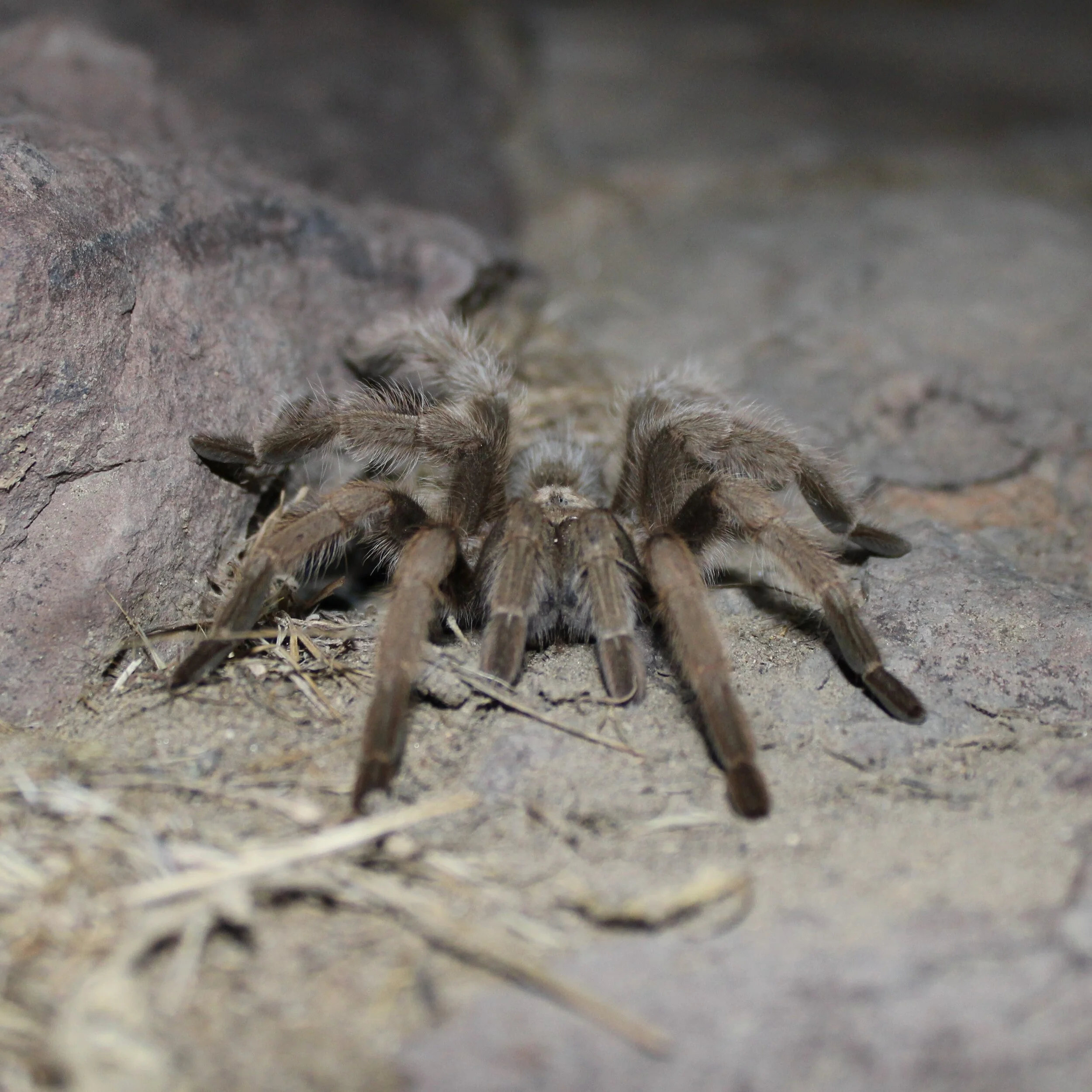 Female desert tarantula in Centennial Park, Carson City, NV, 2020