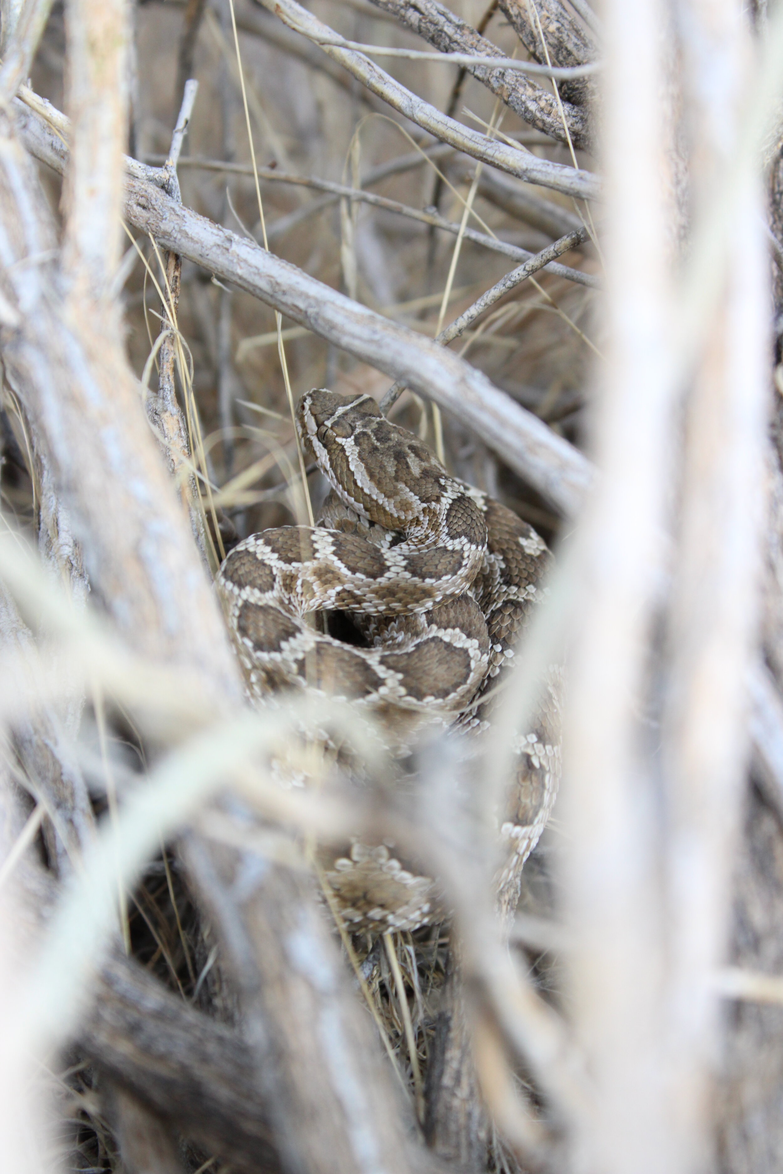 Young western rattlesnake in Centennial Park, Carson City, NV, 2020