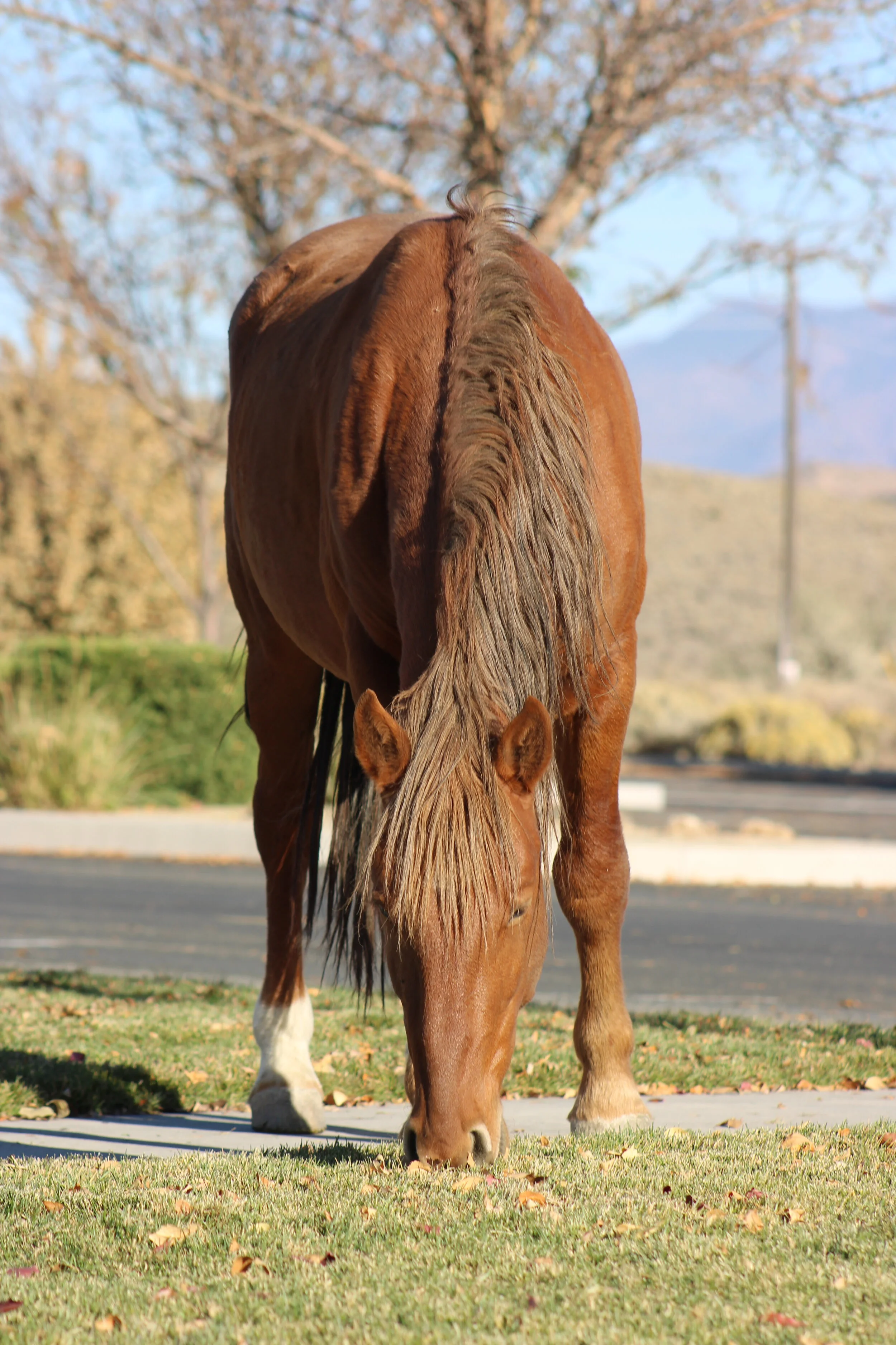Wild horse on the edge of a parking lot in Carson City, NV, 2020