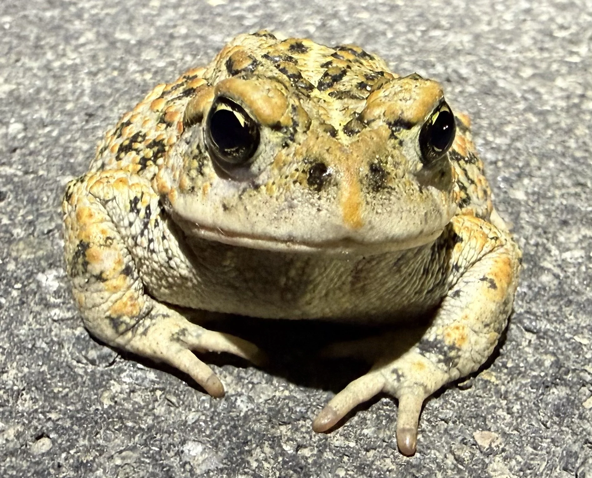 Western toad on pavement, Carson City, NV, 2026 (iPhone)