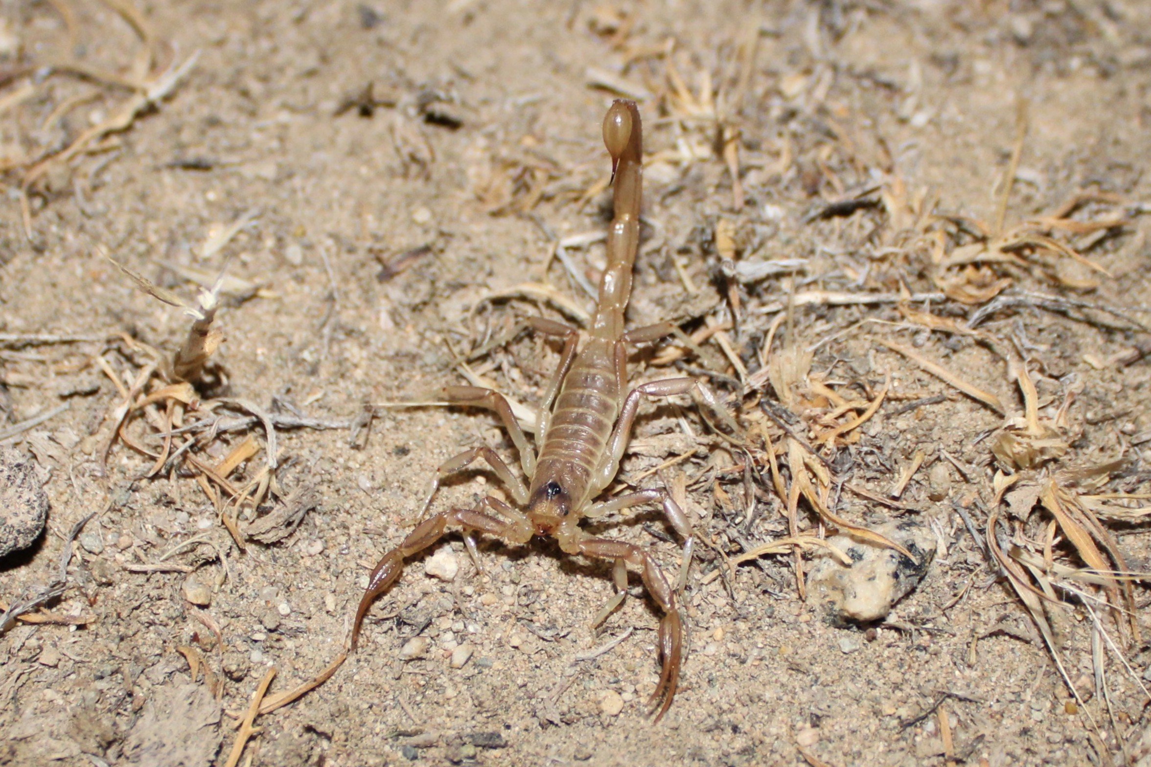 Scorpion at Centennial Park, Carson City, NV, 2020