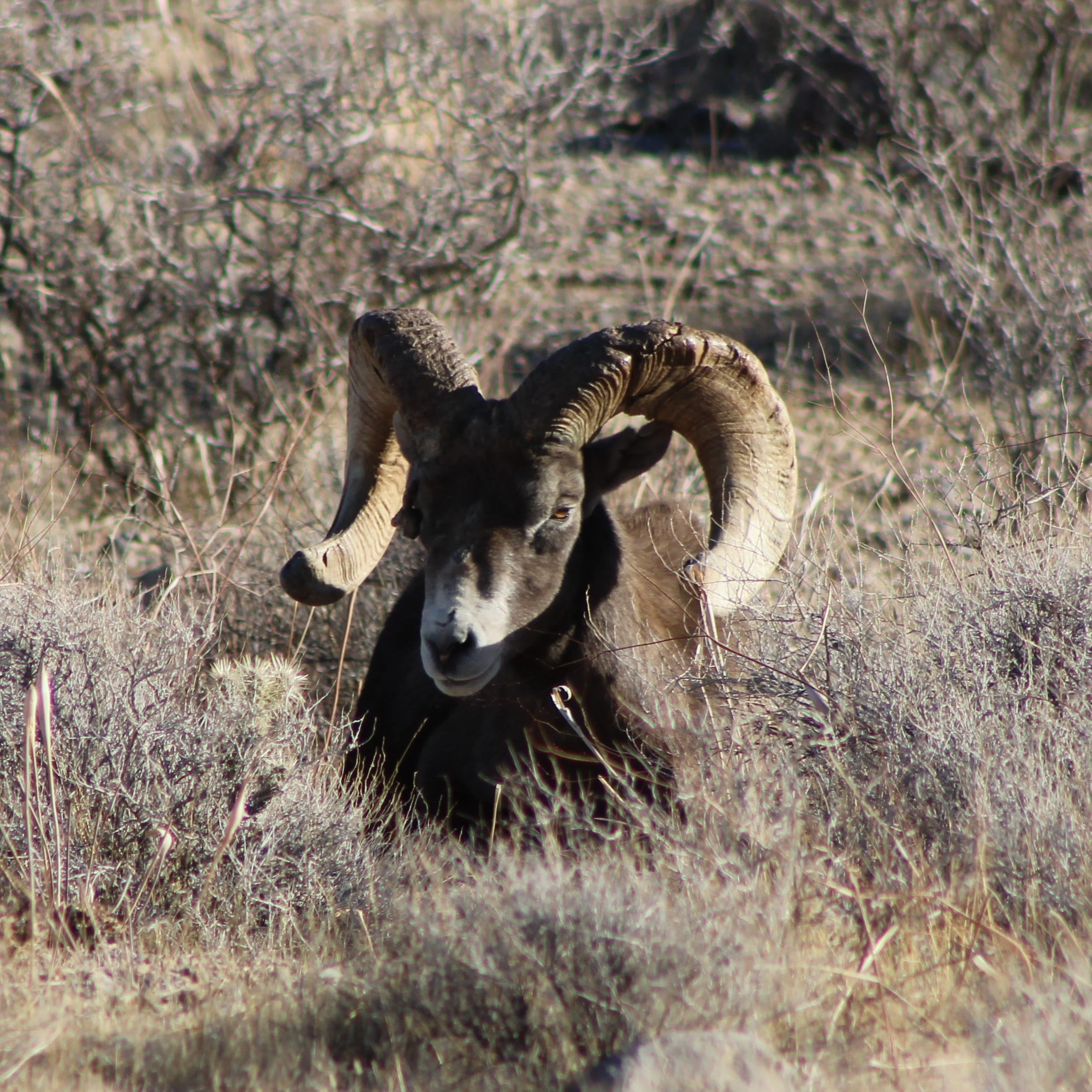 Resting bighorn sheep at Valley of Fire State Park, NV, 2021