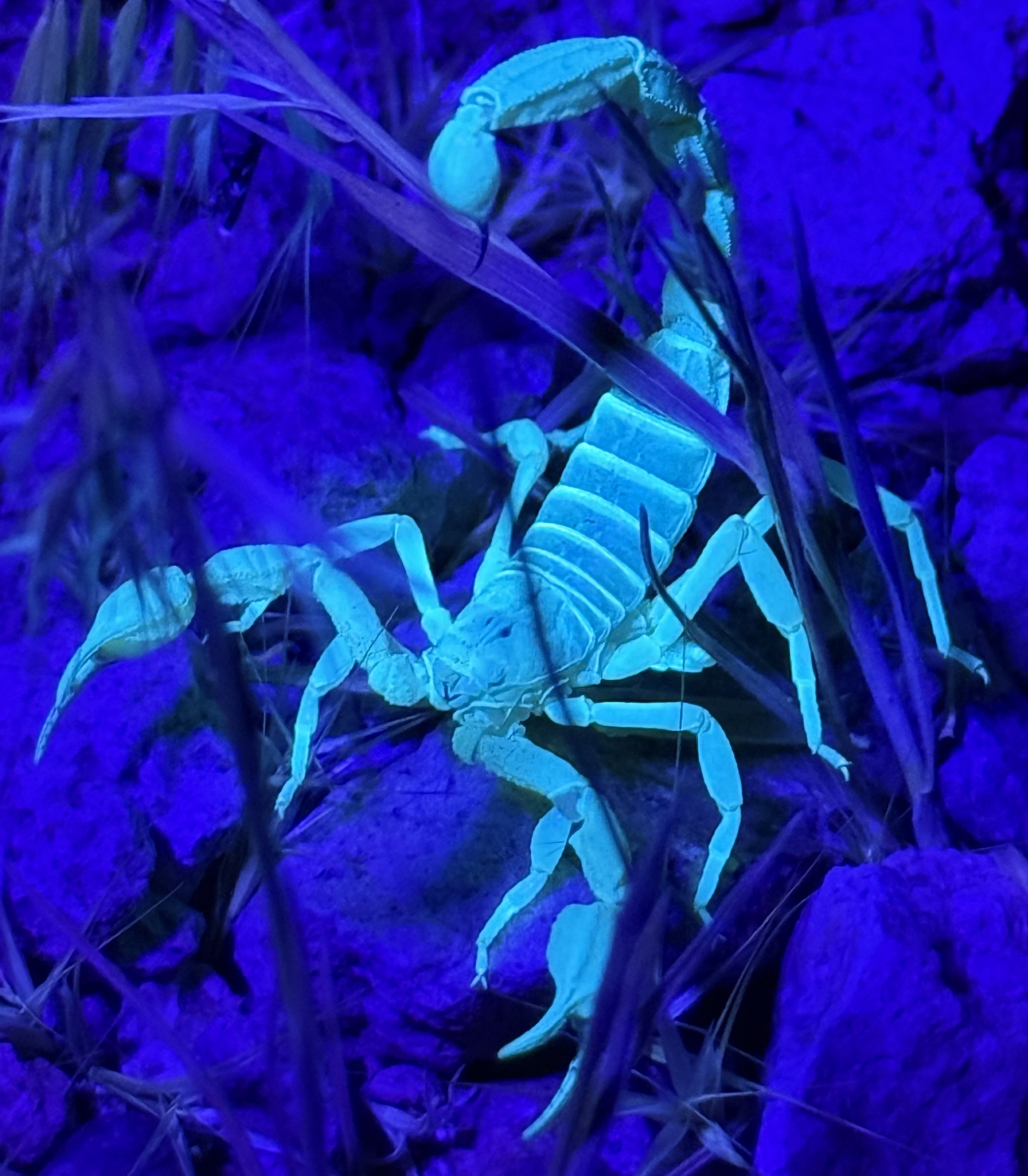 Scorpion in a defensive position, Carson City, NV, 2026 (iPhone)