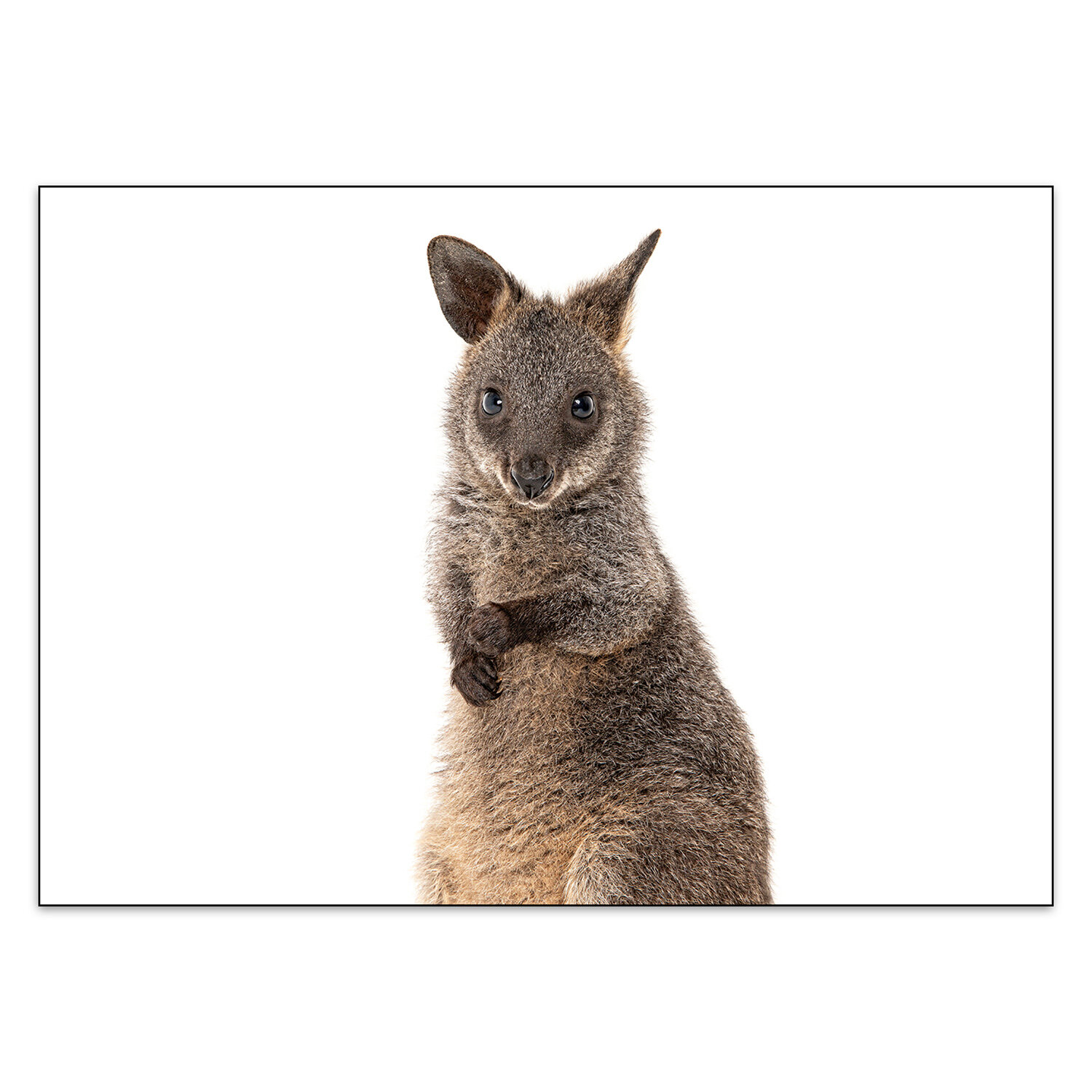 Coco the Swamp Wallaby — Addiction Food