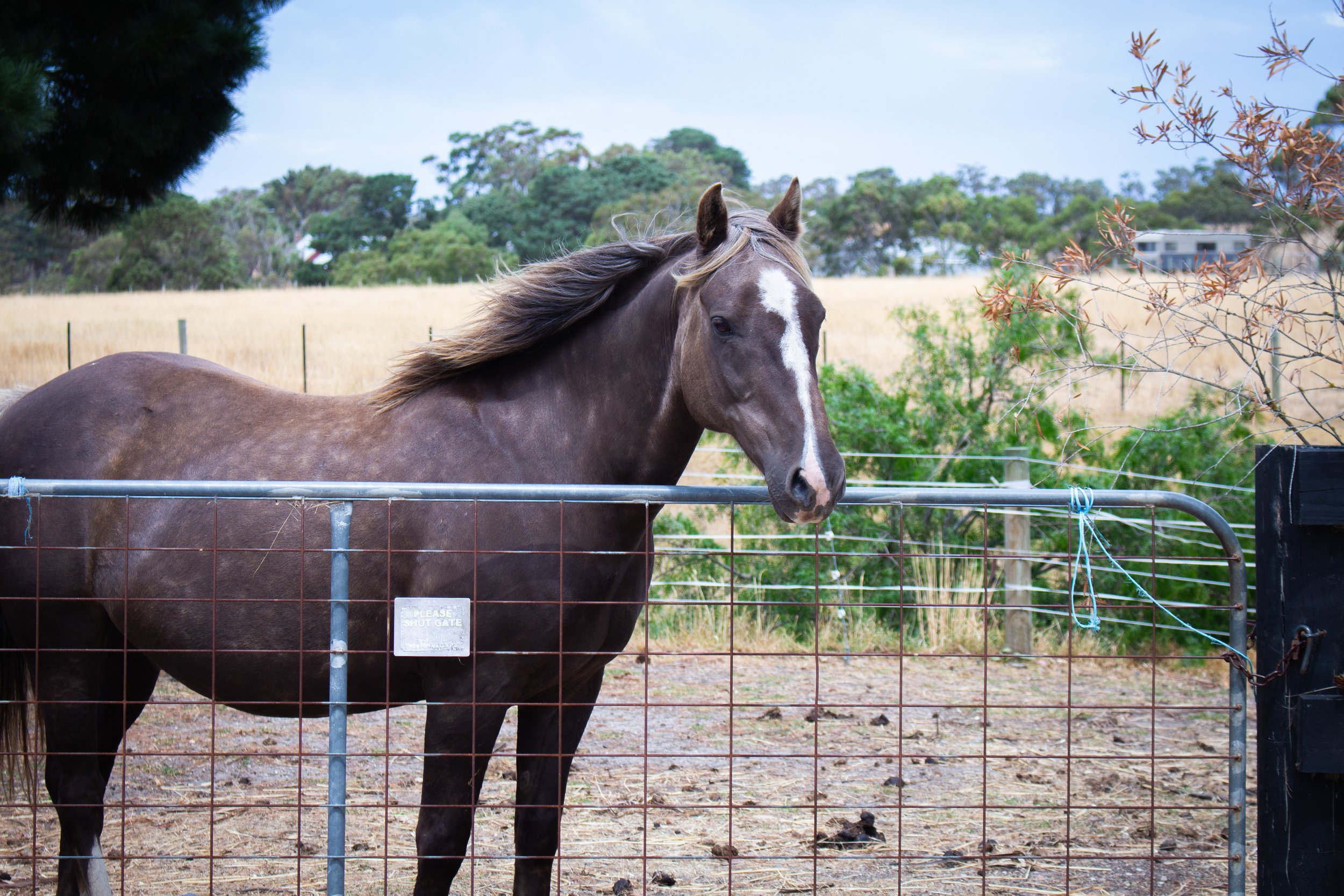 equine assisted energy healing session geelong