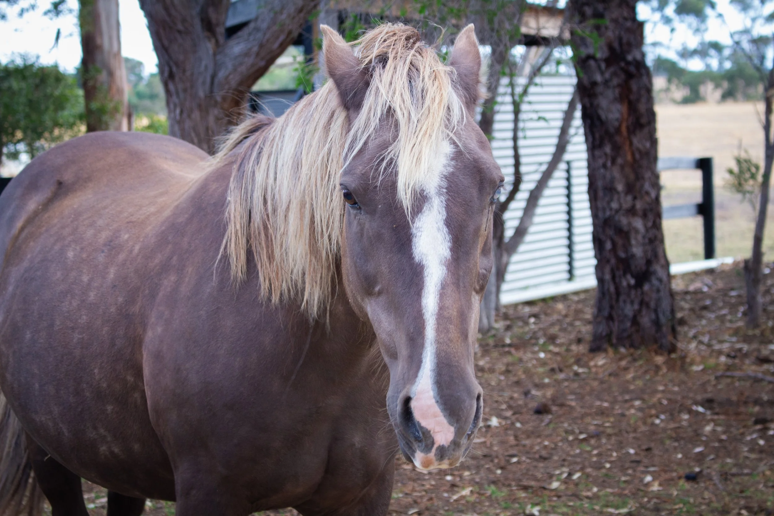 equine assisted energy healing session geelong